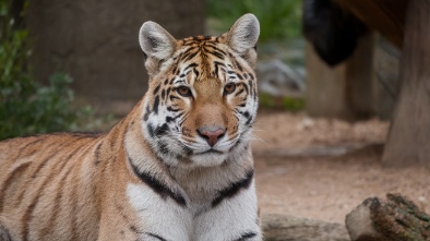 cougar mountain zoo