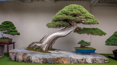 pacific bonsai museum