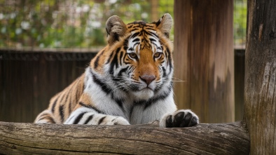 woodland park zoo